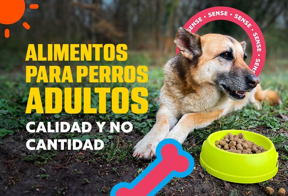 está bien la comida de cachorros para perros mayores