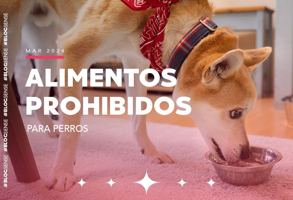 puede la nueva comida para perros causar vómitos